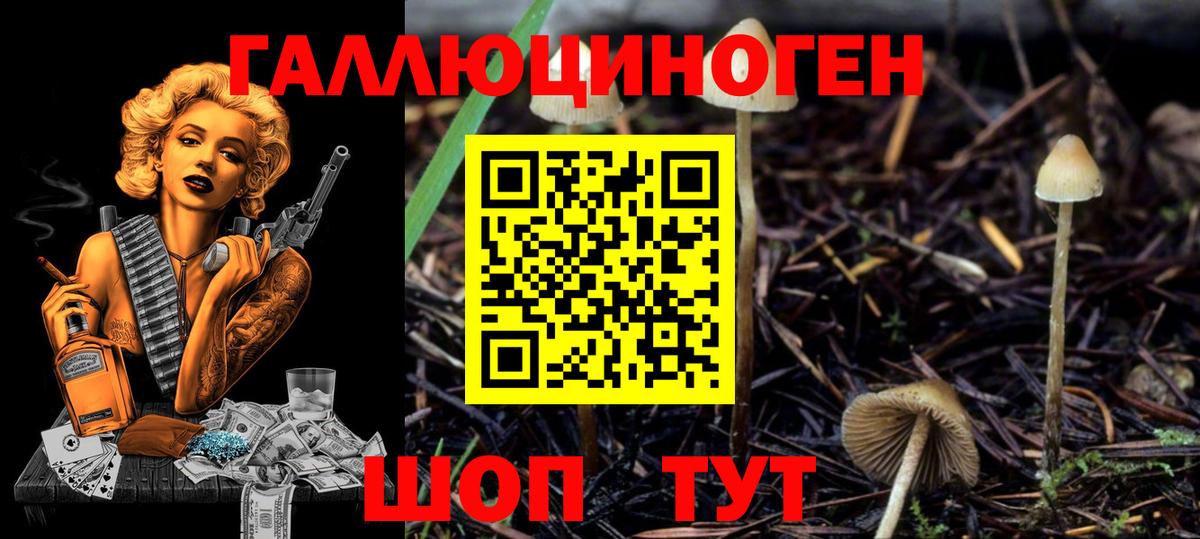 Усть-Джегута  Псилоцибиновые грибы Cubensis  Вход с VPN 